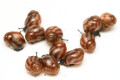 Achatina balteata infrafusca Congo juvenil